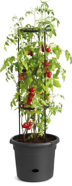 Tomatentopf 31