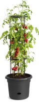 Tomatentopf 31