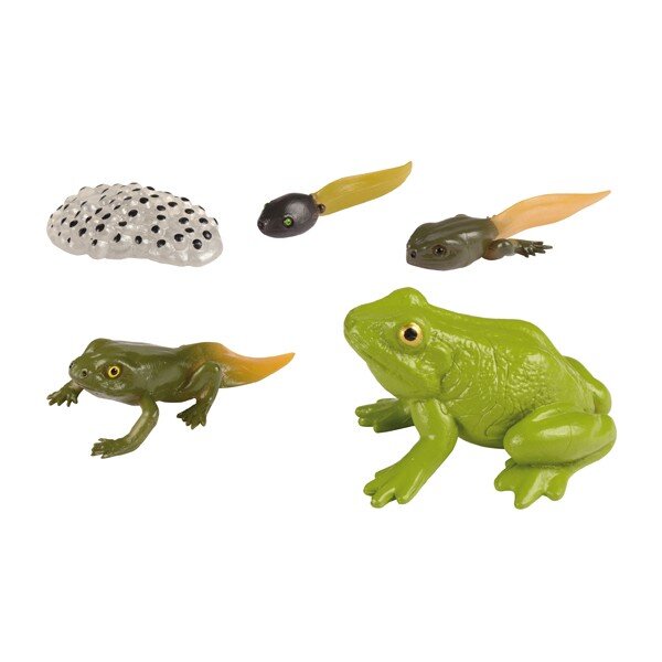 Lebenszyklen Frosch 351