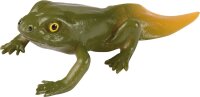 Lebenszyklen Frosch