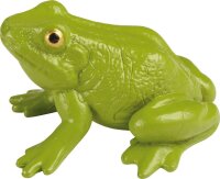 Lebenszyklen Frosch