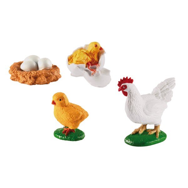 Lebenszyklus Huhn