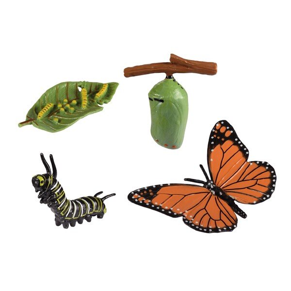 Lebenszyklen Schmetterling 67
