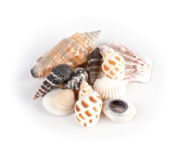 Muscheln im Organzabeutel 460