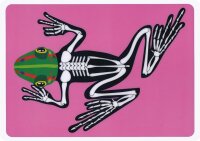 Röntgenbild Frosch für Kinder