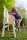 Kind steigt auf Holzpferd Outdoor