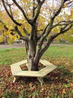 6-Eck Baumban auf WIese Herbst