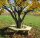 6-Eck Baumban Herbst