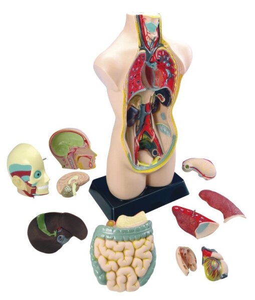 Der menschliche Körper - Lerntorso 50 cm