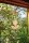 Windspiel Blume 366